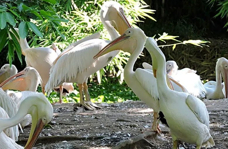 Assam State Zoo Cum Botanical Garden, , India